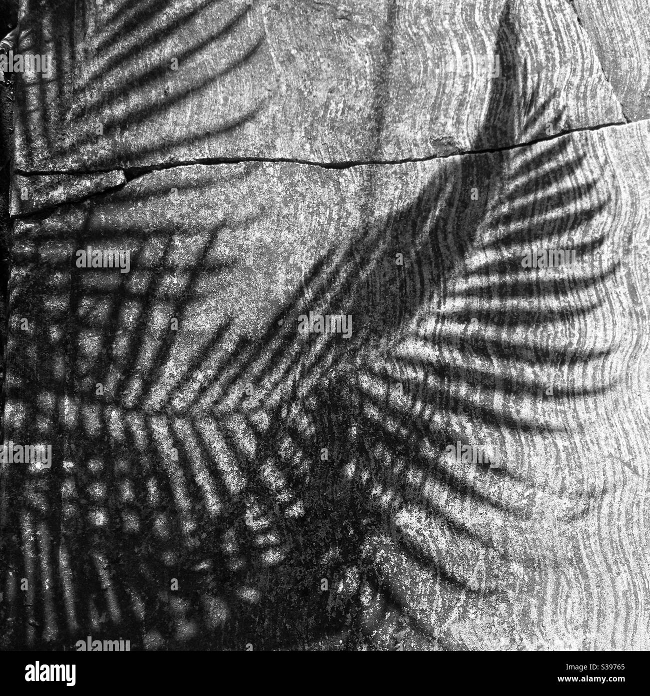 Black and white palmtree hi-res stock photography and images - Alamy