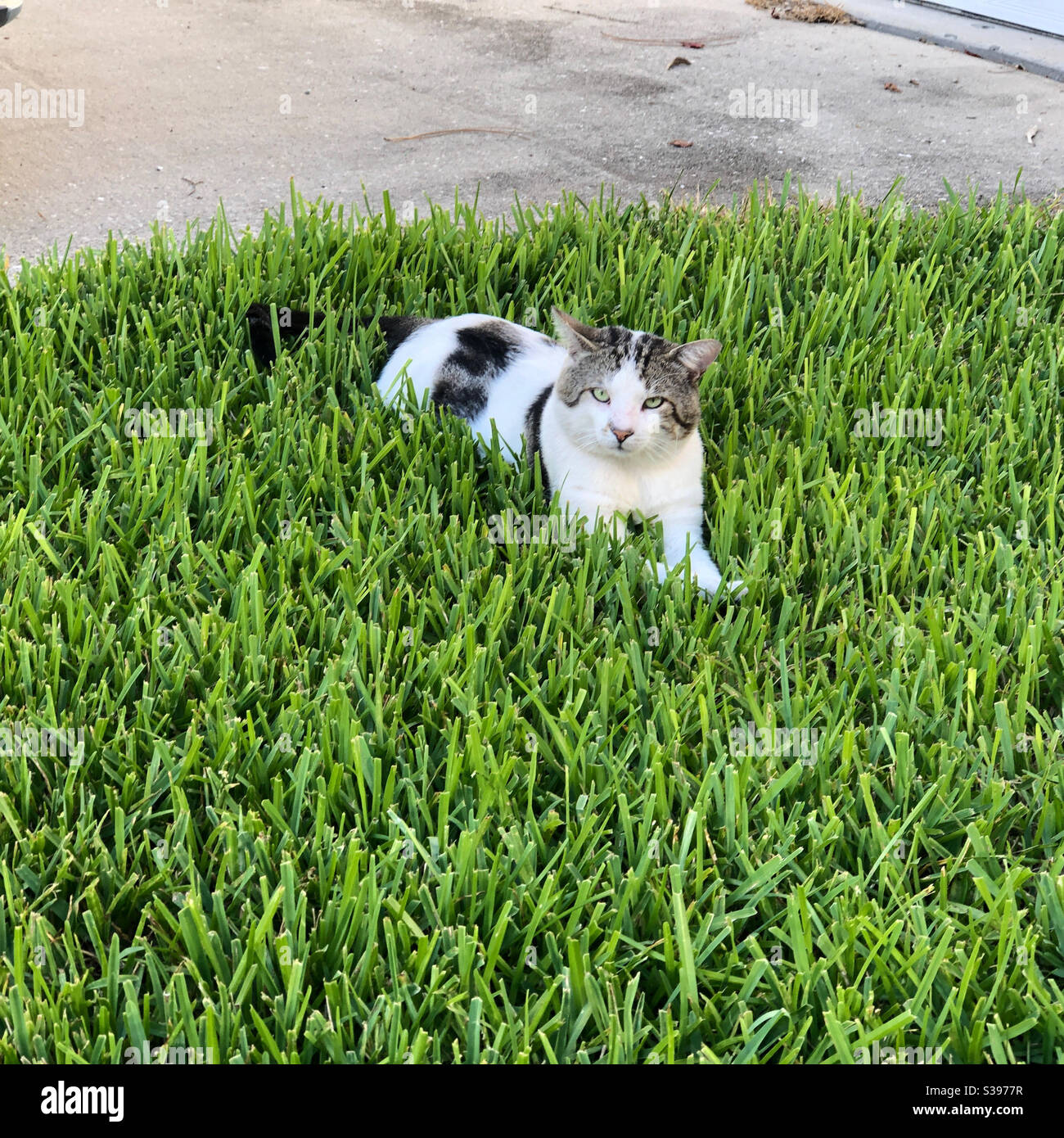 Tabby and white cat in the grass Stock Photo Alamy