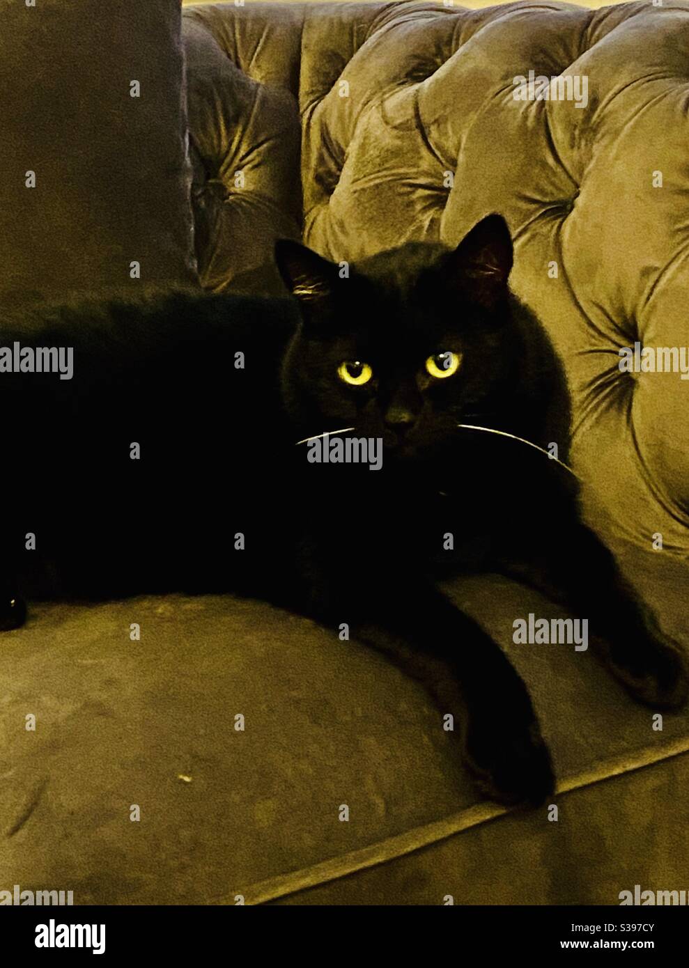 Black cat with green eyes and white whiskers on a velvet chair Stock Photo
