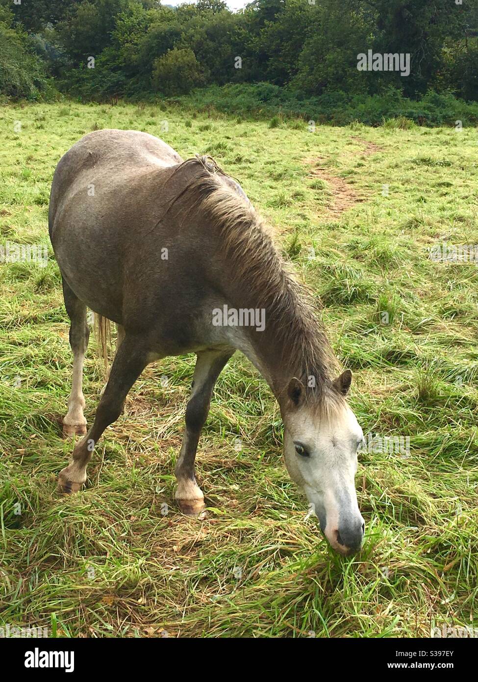 Pony horse eating grass in field - Smartphone Captured Stock Image