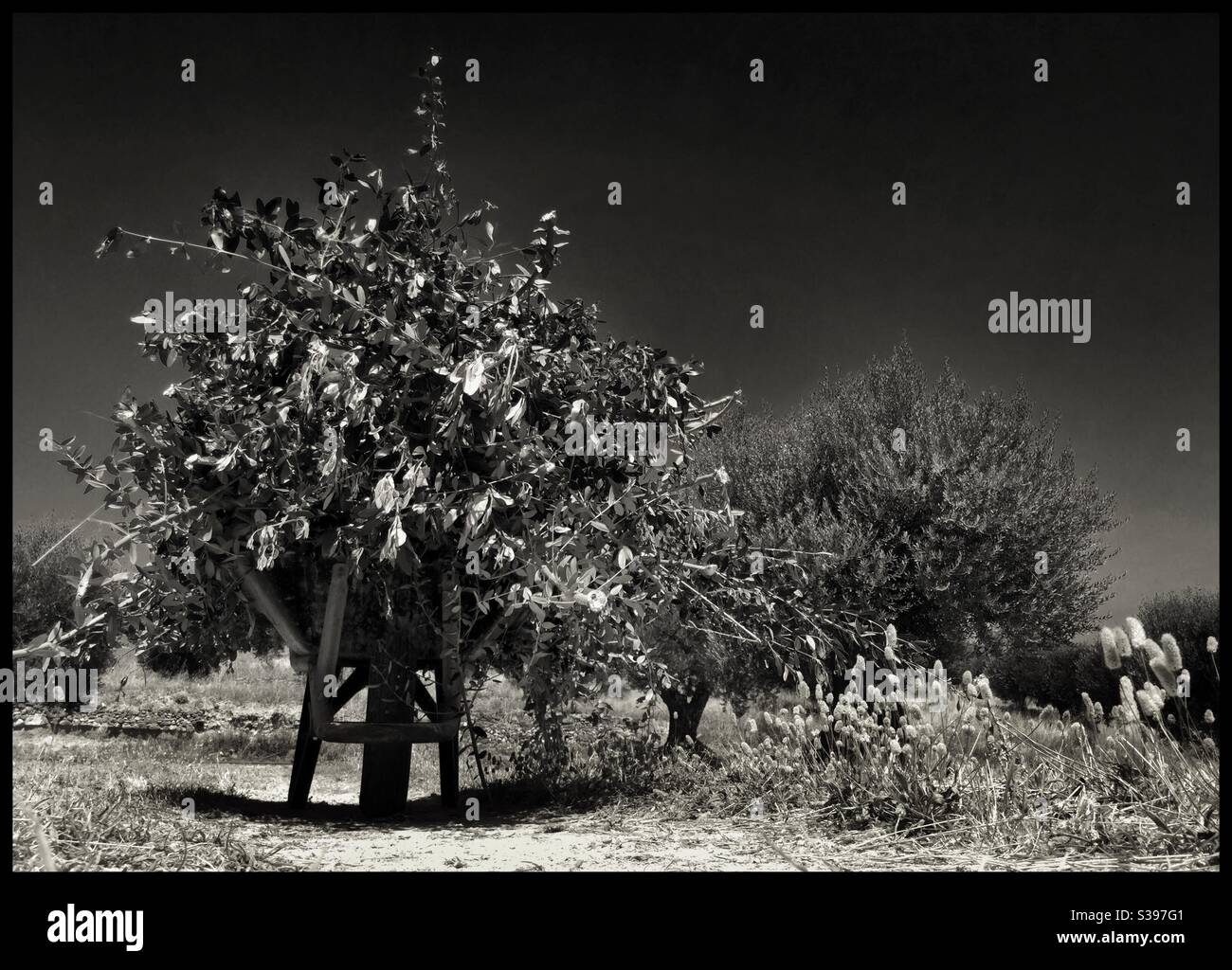Summer pruning olive trees, Catalonia, Spain. - Smartphone Captured Stock Image