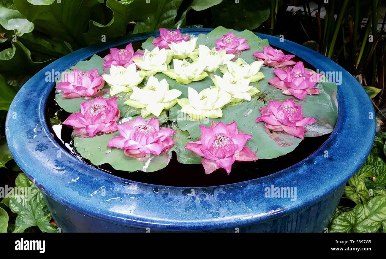 Floating pink and white lotus flowers Stock Photo Alamy