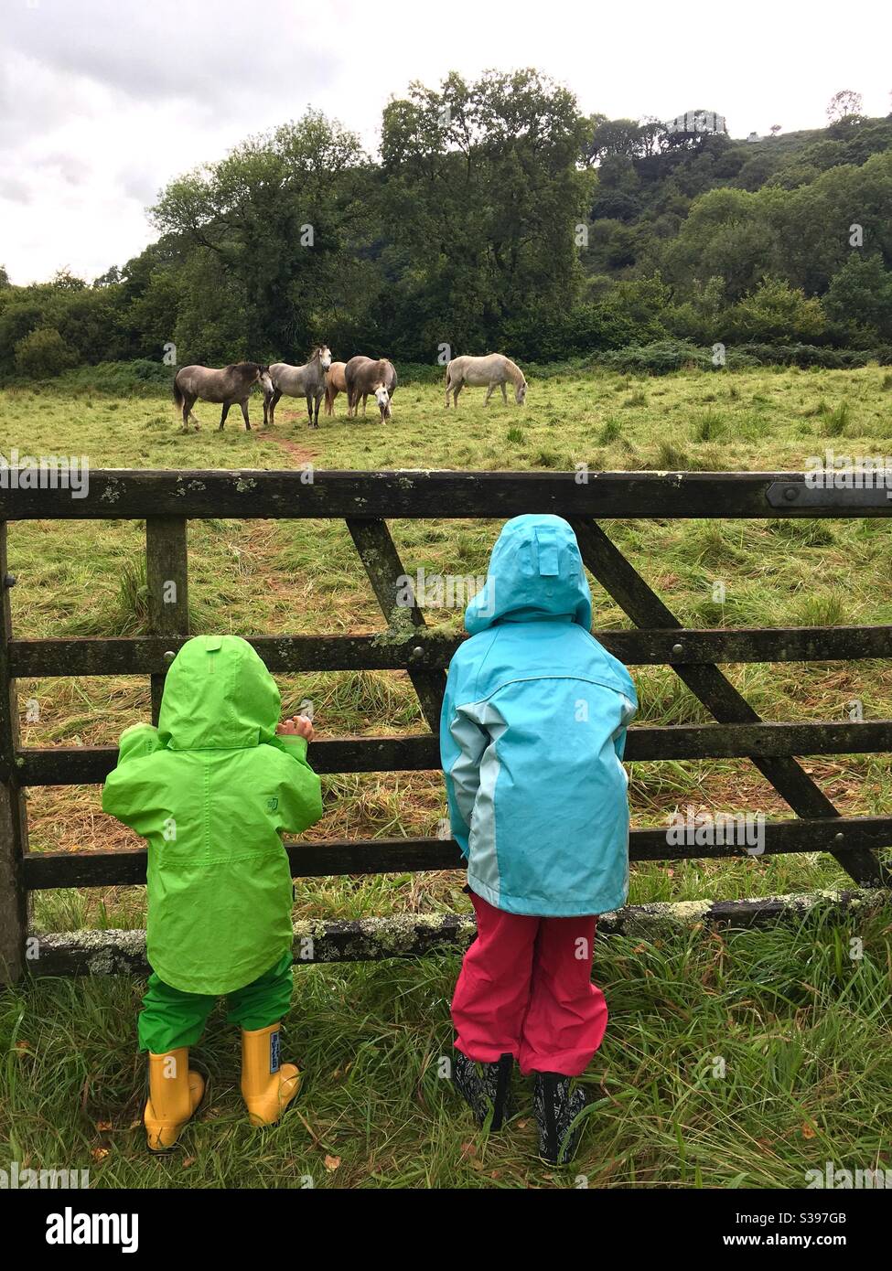 Children at gate watching horses in field Stock Photo