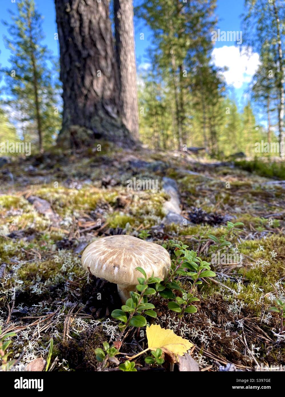 Smell the forest floor hires stock photography and images Alamy