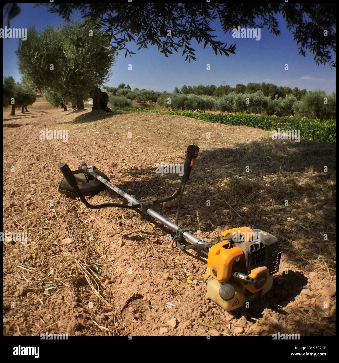 Strimming verges on an olive farm, Catalonia, Spain. Stock Photo