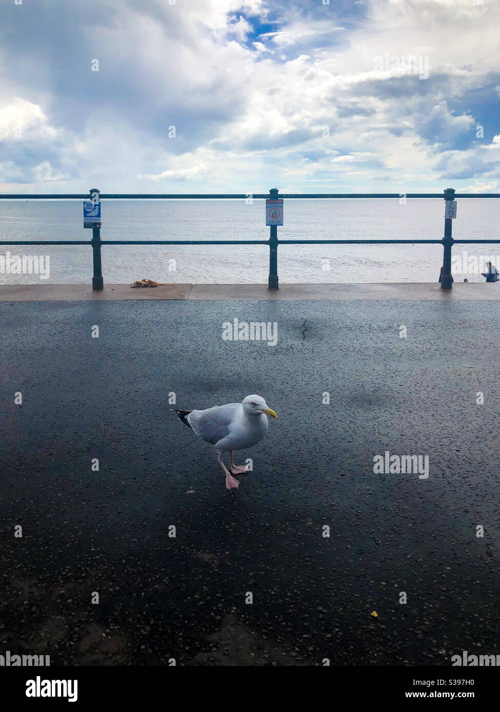 A seagull in front of railings by the sea. - Smartphone Captured Stock Image