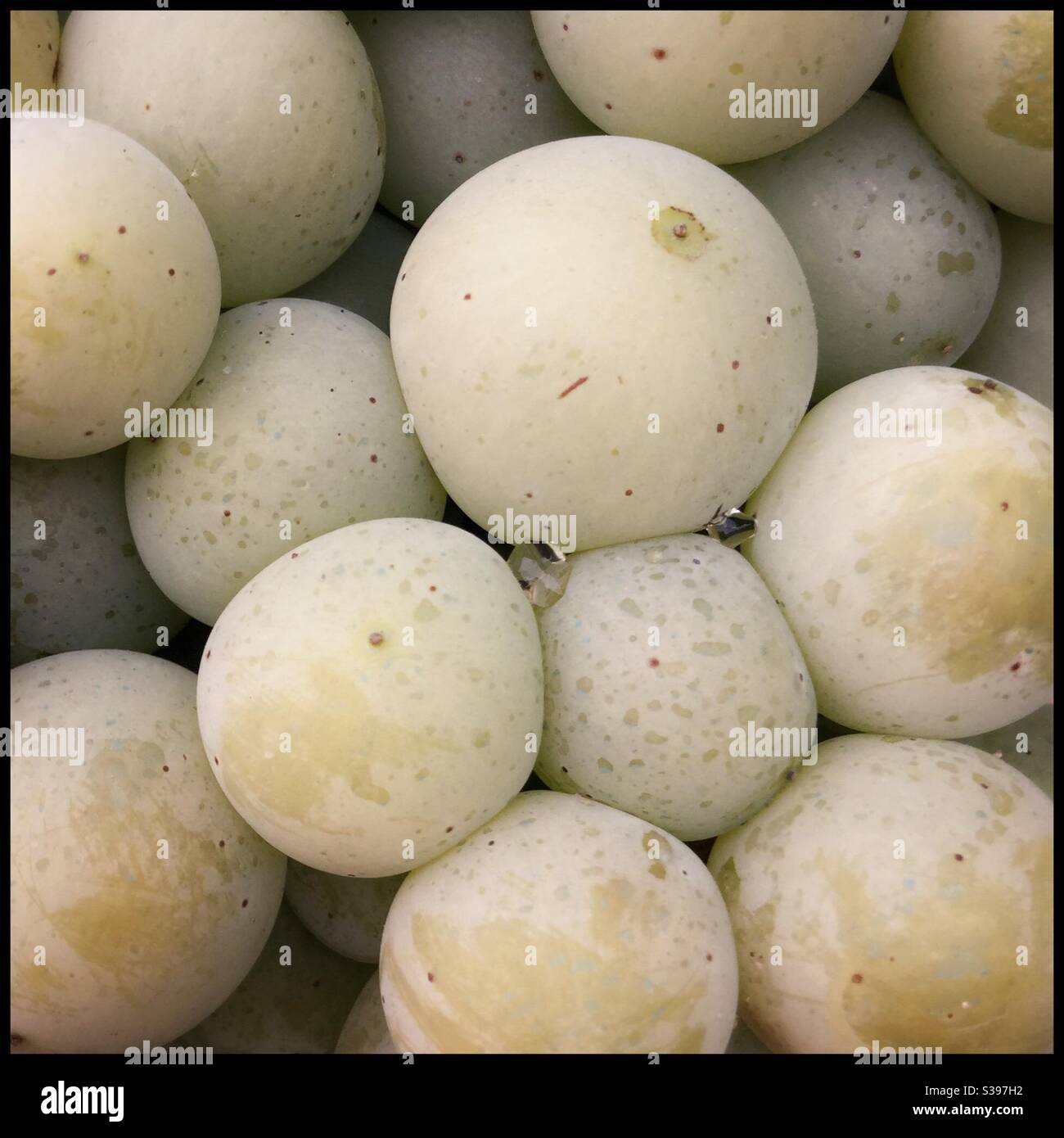 Water droplets on grapes, Catalonia, Spain. - Smartphone Captured Stock Image