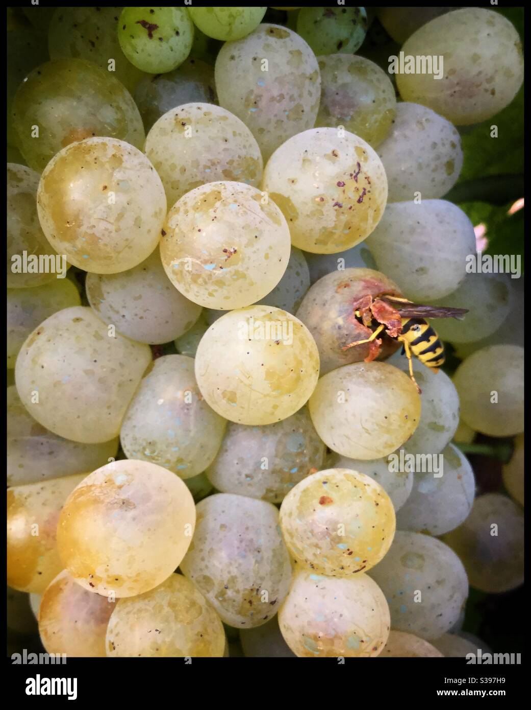A wasp feeds on Viognier grapes as they ripen on the vine, Catalonia, Spain. - Smartphone Captured Stock Image