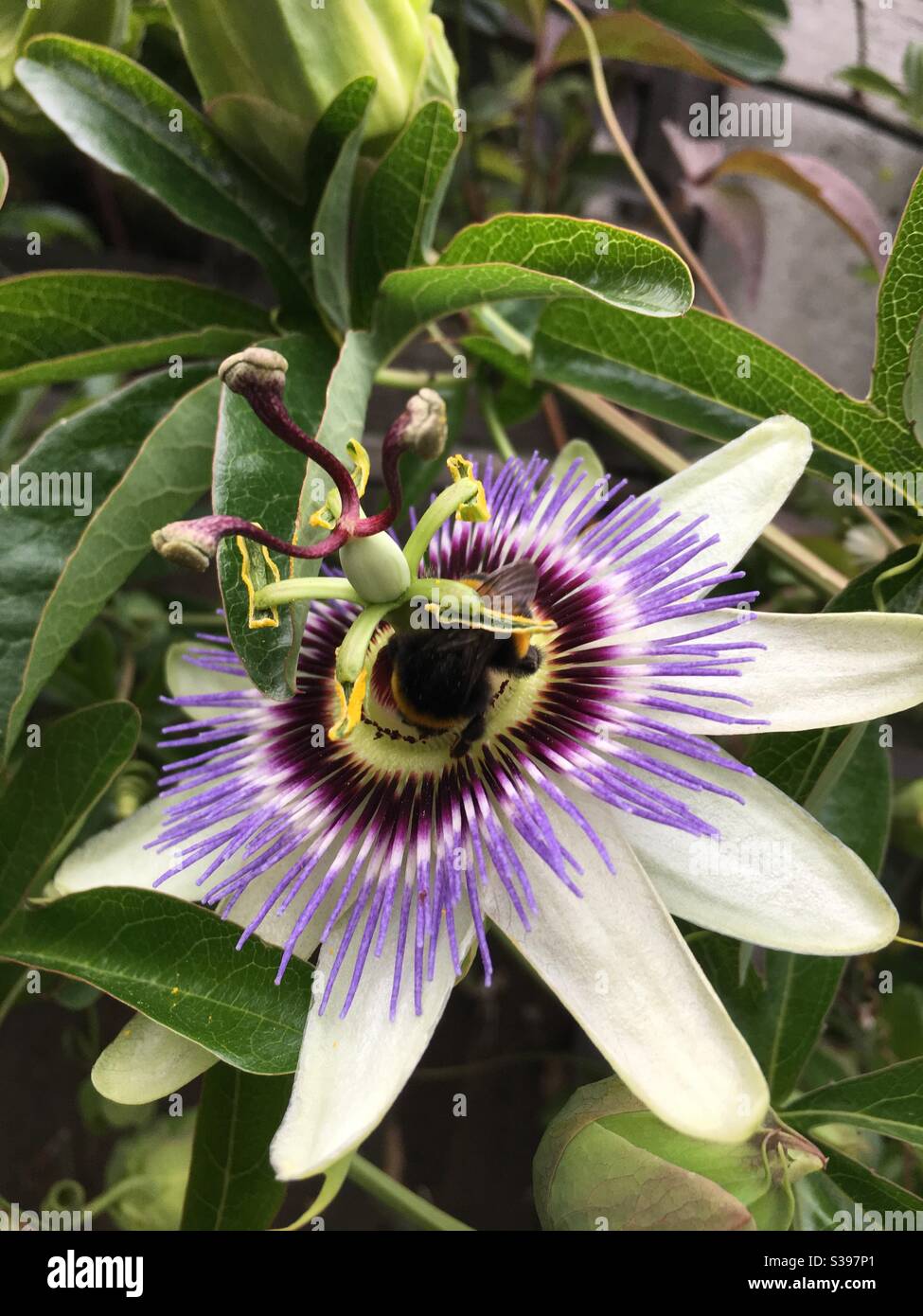 Bumble bee on a Passion flower - Smartphone Captured Stock Image