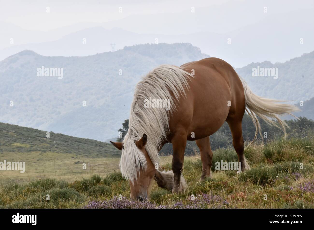 Wild free range horse in a natural habitat with beautiful landscape Stock Photo