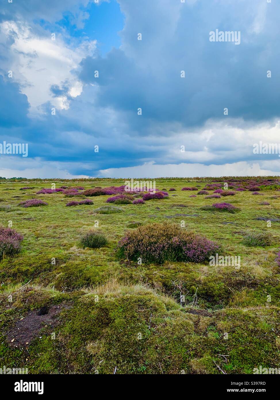 Sutton Heath, Woodbridge, Suffolk - 23 August 2020: Beautiful colours on a stormy day at this AONB protected site. - Smartphone Captured Stock Image