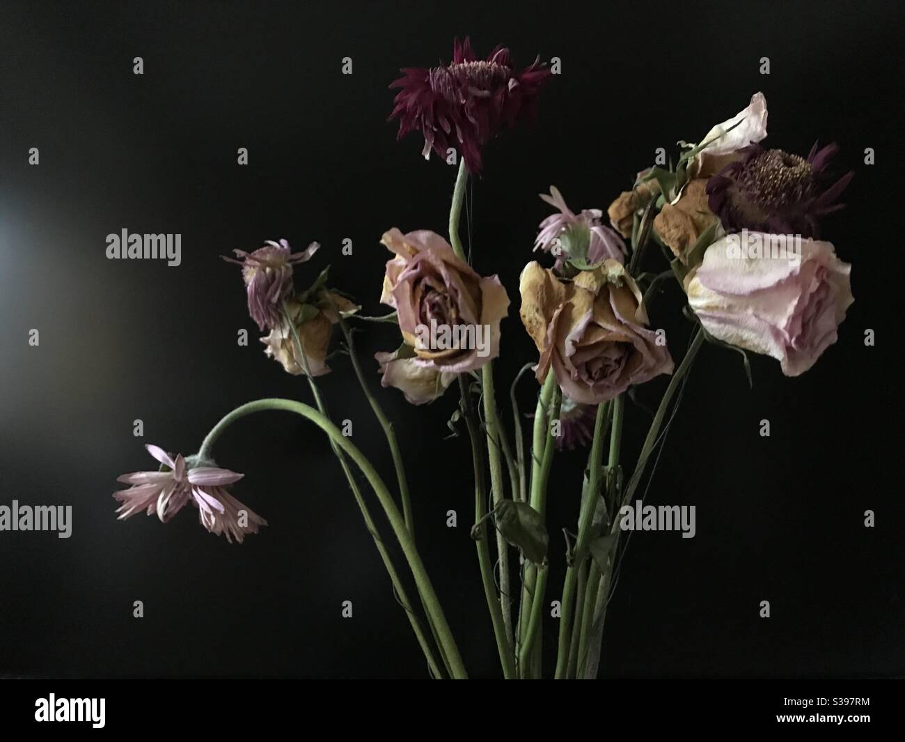Collection of dead flowers blooms Roses and Gerbera with subdued