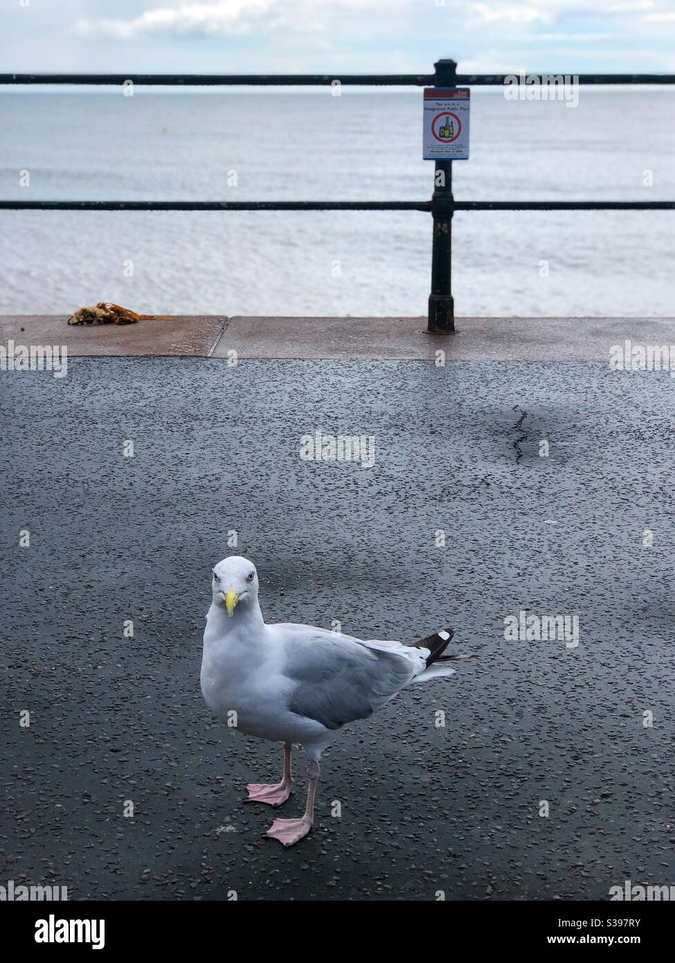 A seagull standing I front of railings by the sea. - Smartphone Captured Stock Image