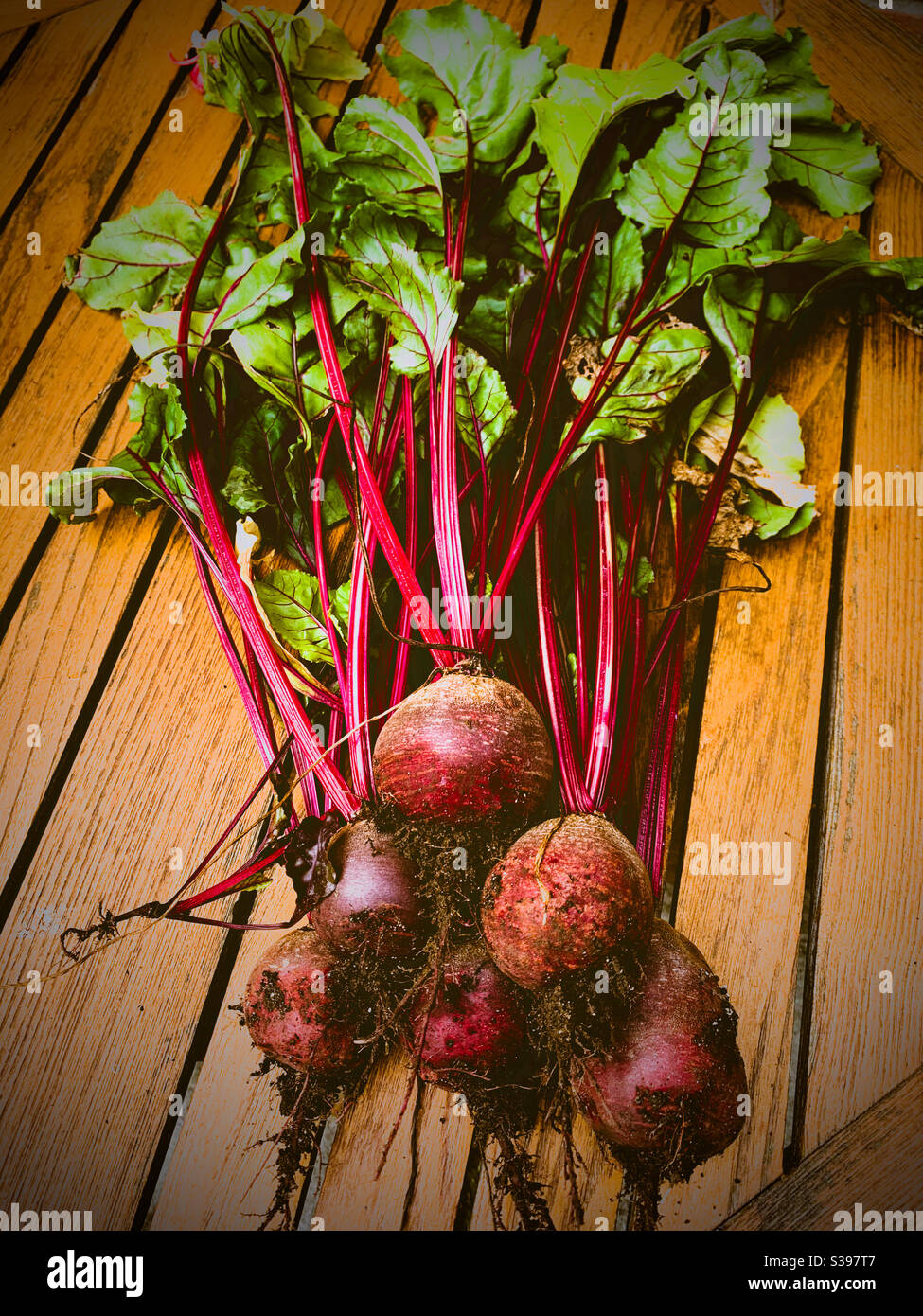Freshly picked beetroot from home garden, planted during Covid-19 lockdown, Hampshire, England, UK - Smartphone Captured Stock Image