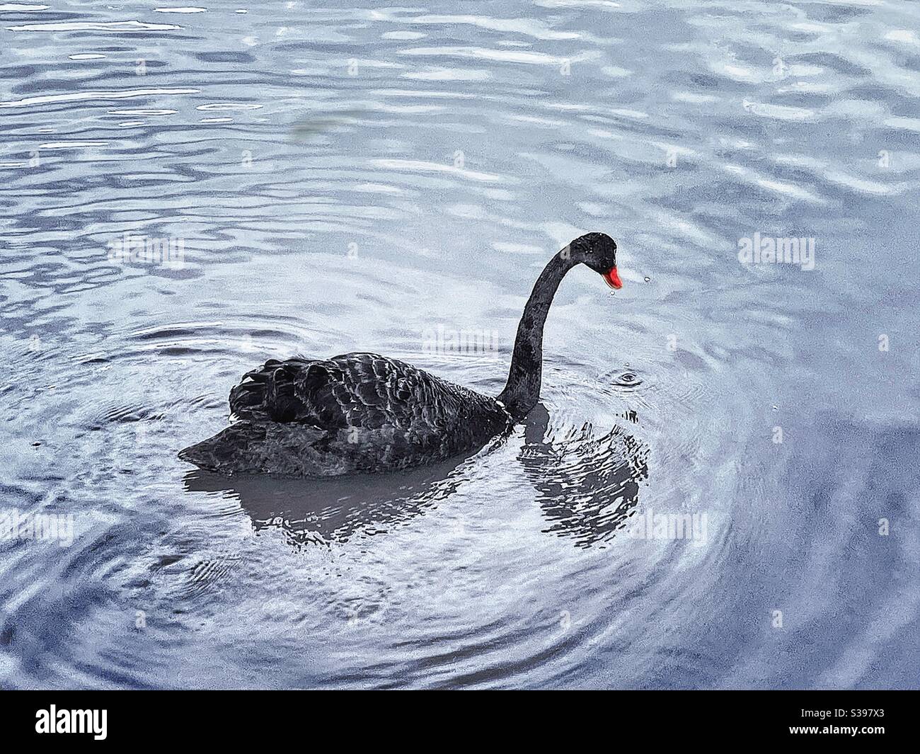 the black swan” Stock Photo