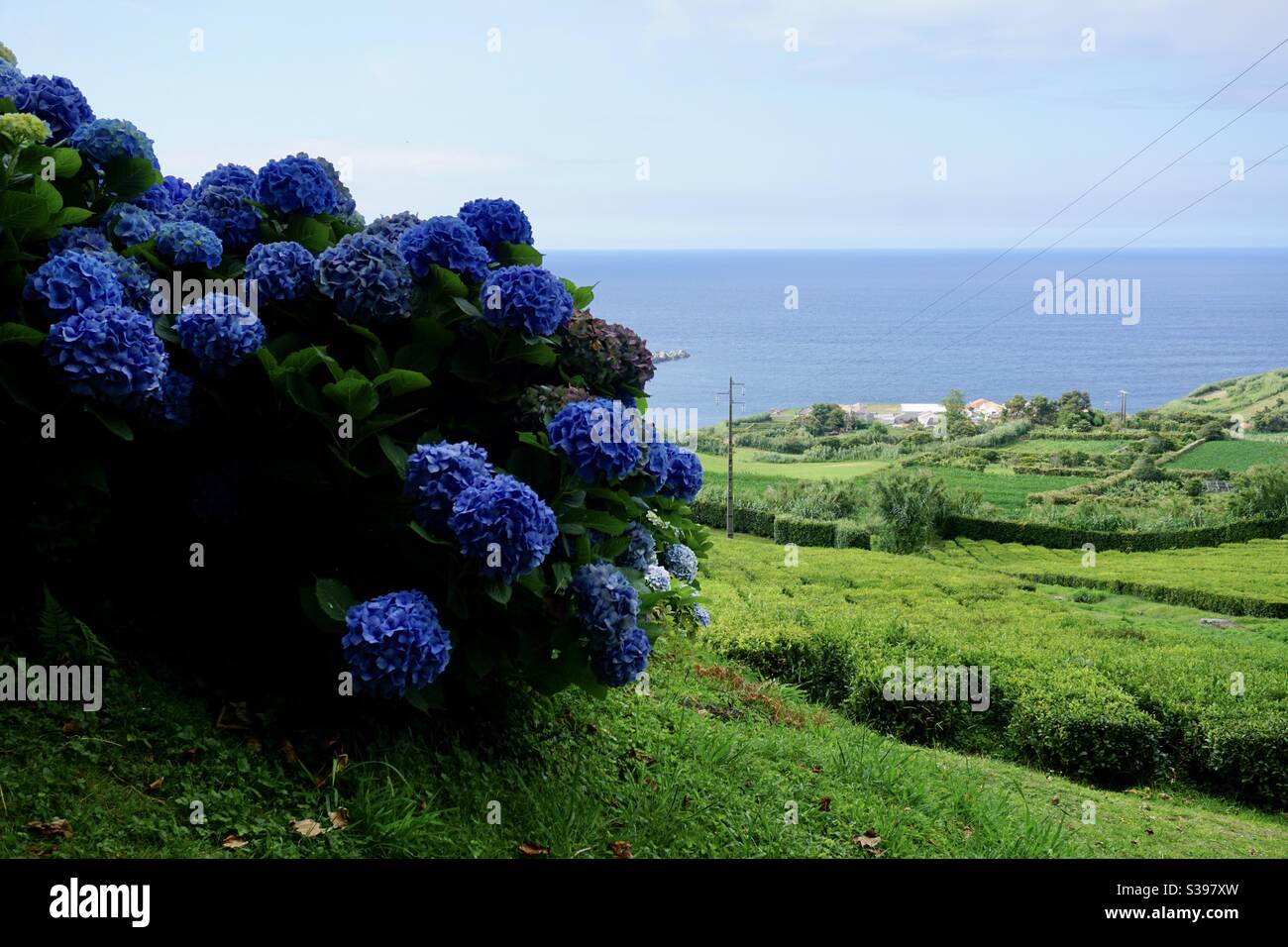 Azores hydrangea hi-res stock photography and images - Alamy