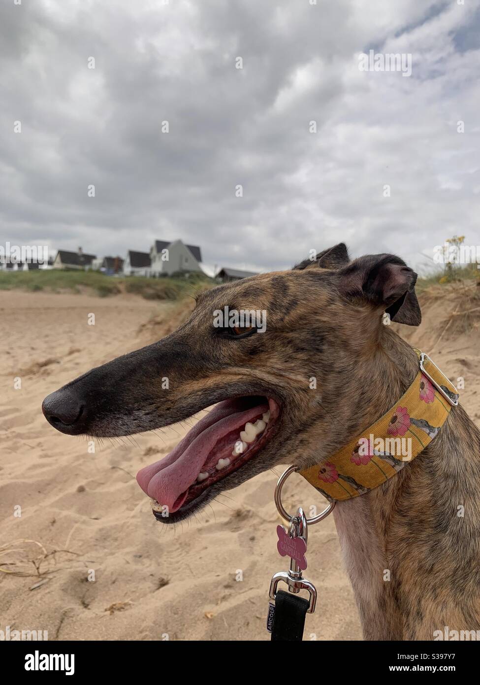 Brindle greyhound on the beach Stock Photo Alamy