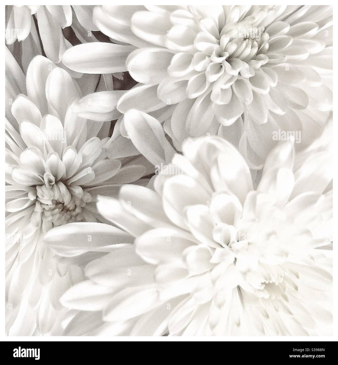 White chrysanthemum flowers. - Smartphone Captured Stock Image