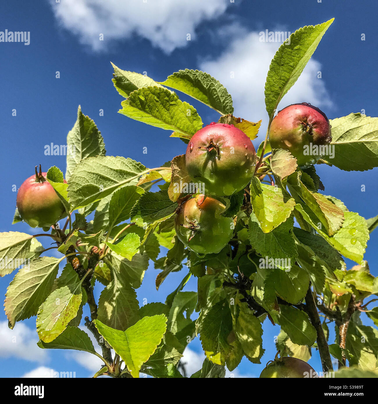 Malus Sunset apples - Smartphone Captured Stock Image