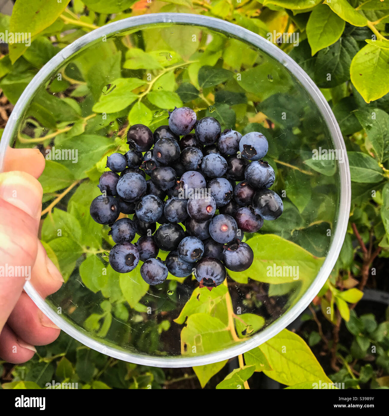 Blueberries in a small glass bowl - Smartphone Captured Stock Image