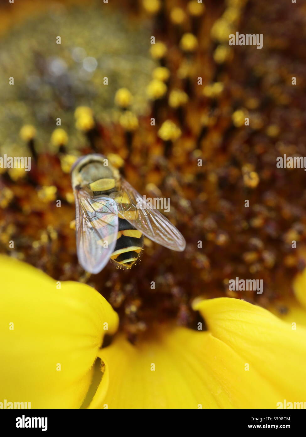 Bee Good Yellow Giant Sunflower - Smartphone Captured Stock Image
