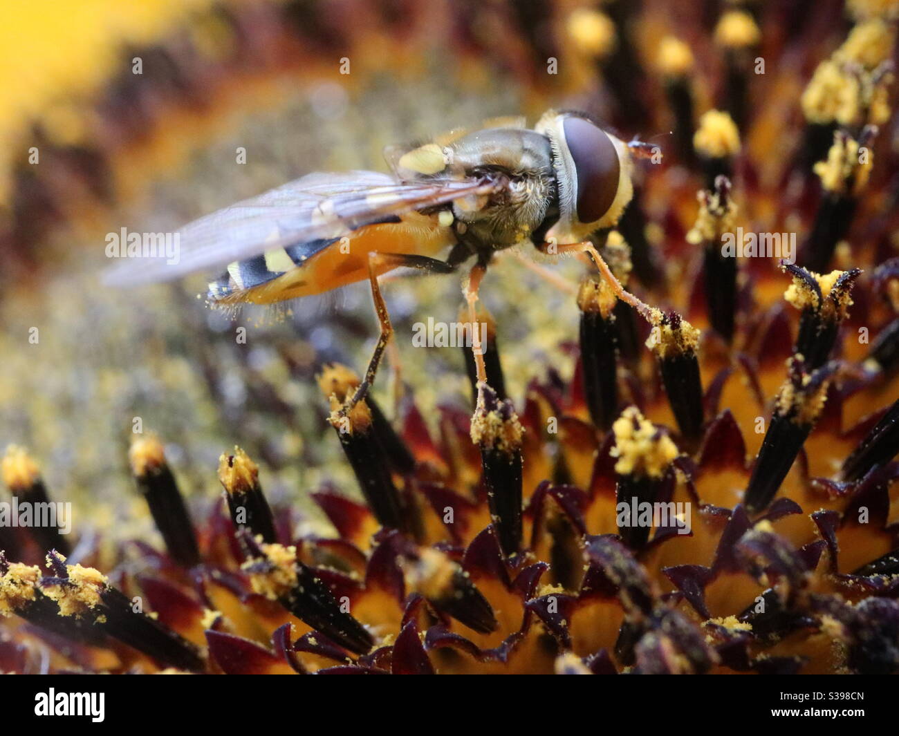 Bee on Sunflower having a pollen feast - Smartphone Captured Stock Image