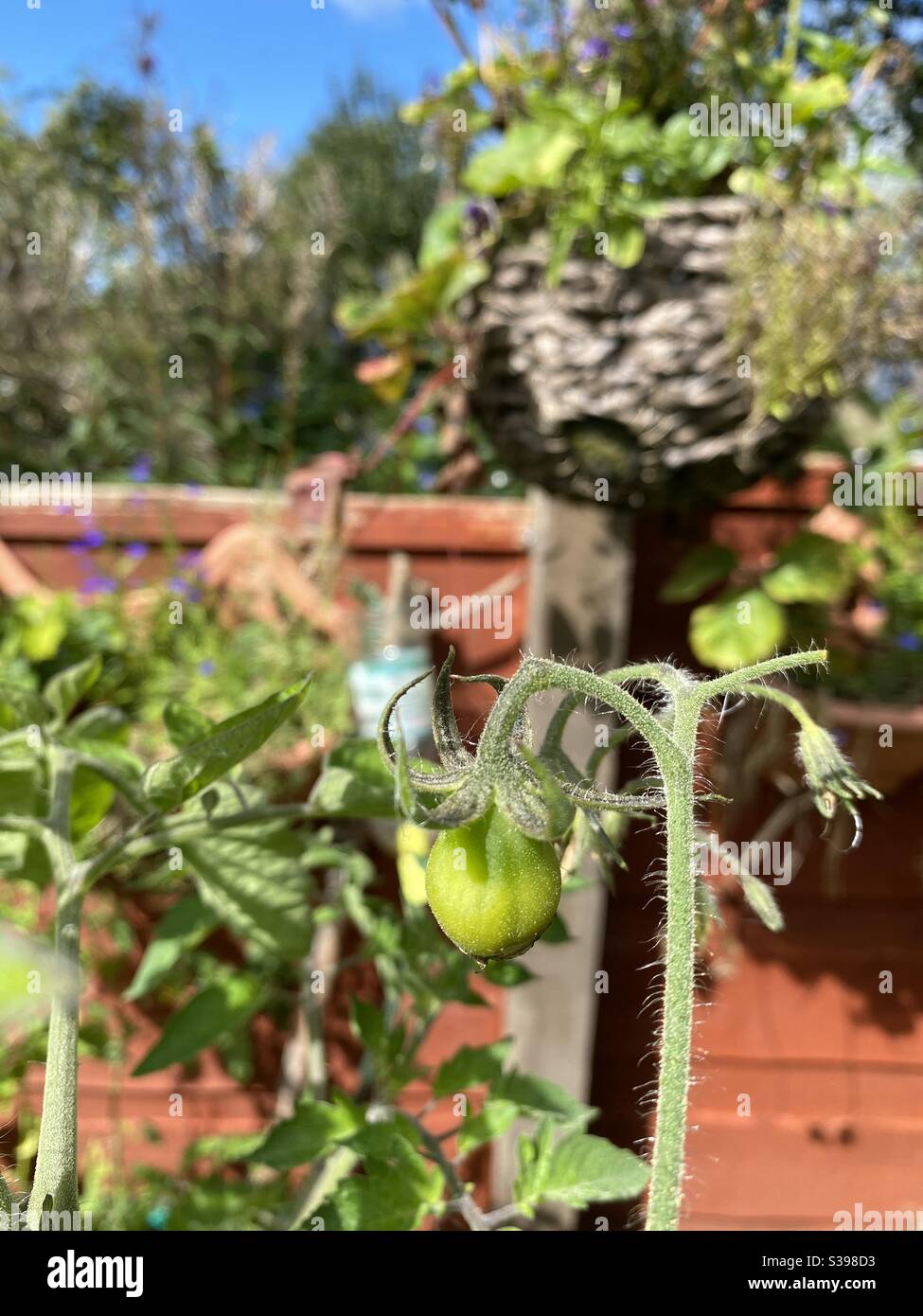 One and only single tomato! - Smartphone Captured Stock Image