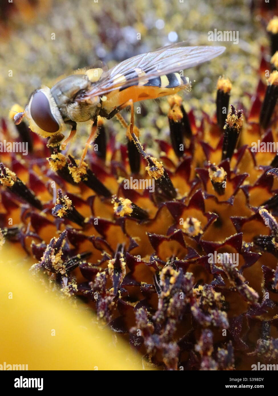 Honey Bee on a sunflower feeding for lunch Stock Photo - Alamy