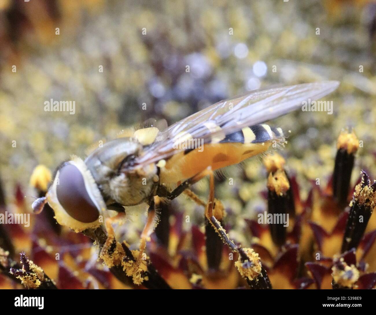 Bee Pollen on Sunflower - Smartphone Captured Stock Image