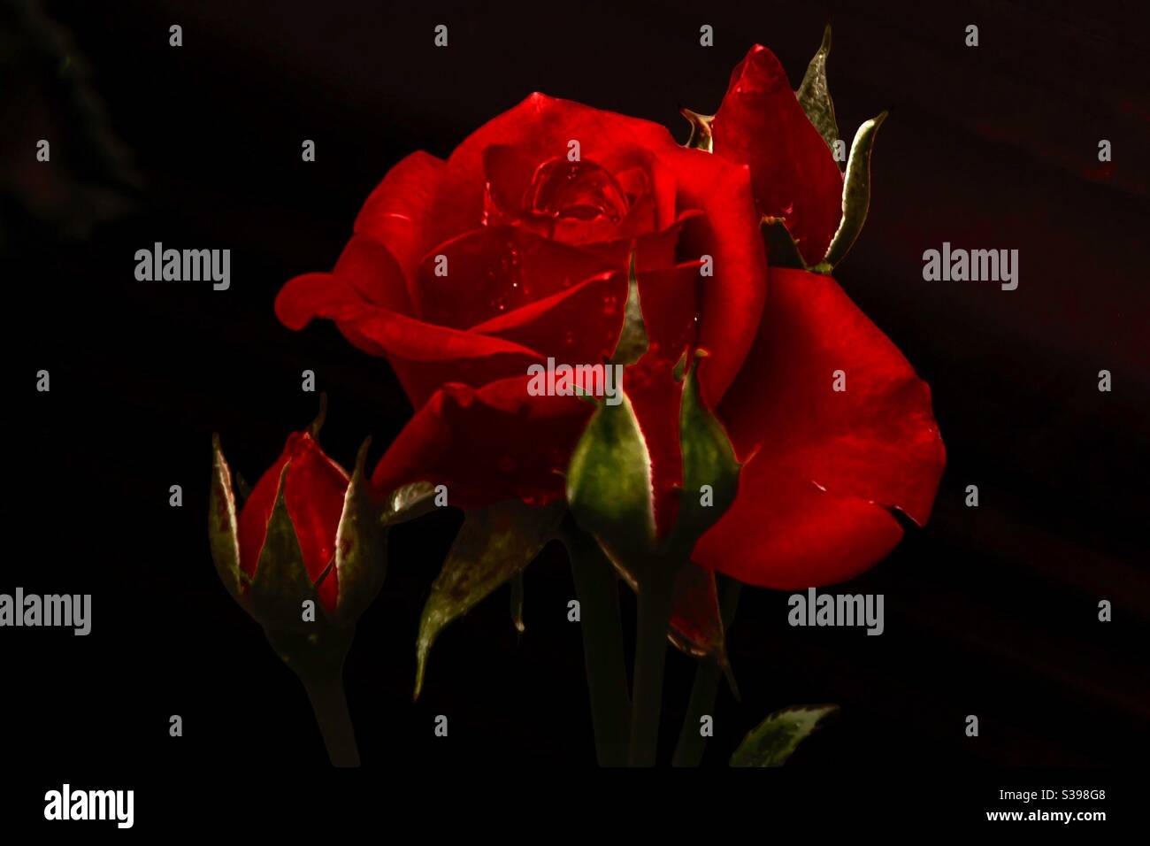 Red rose wet by dew on black background Stock Photo - Alamy