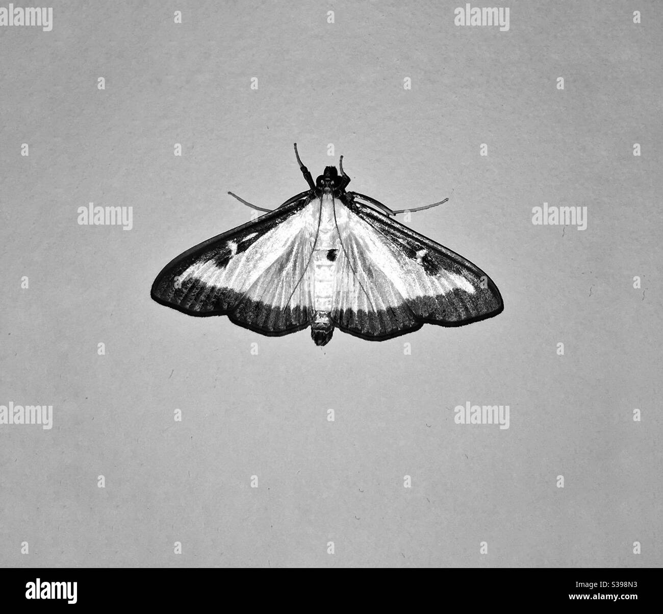 Black and white midnight moth Stock Photo