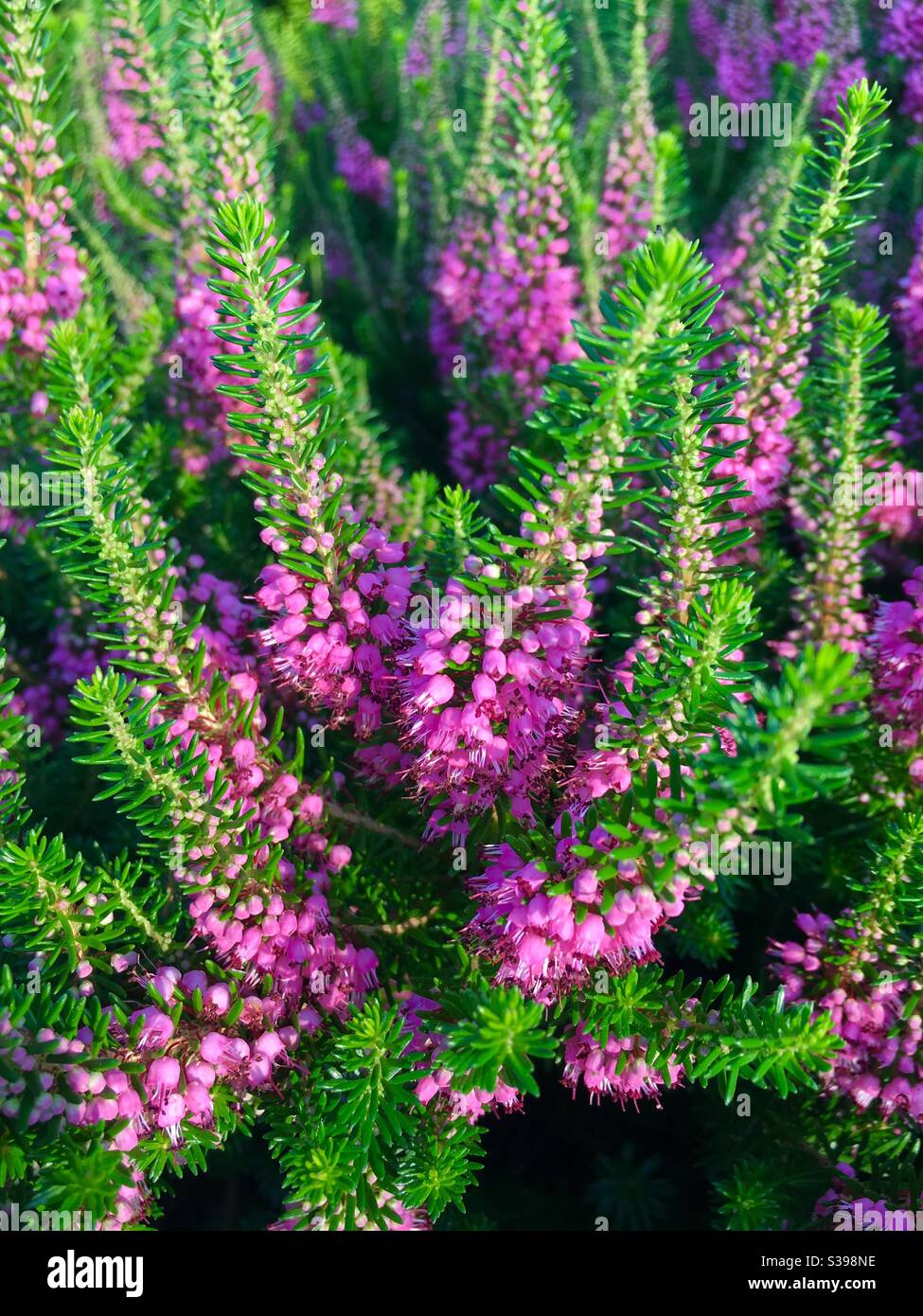 Purple heather close up - Smartphone Captured Stock Image