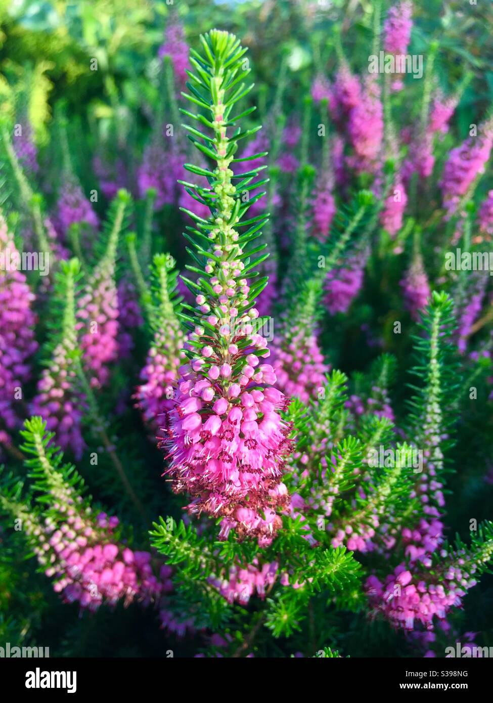 Purple heather close up - Smartphone Captured Stock Image