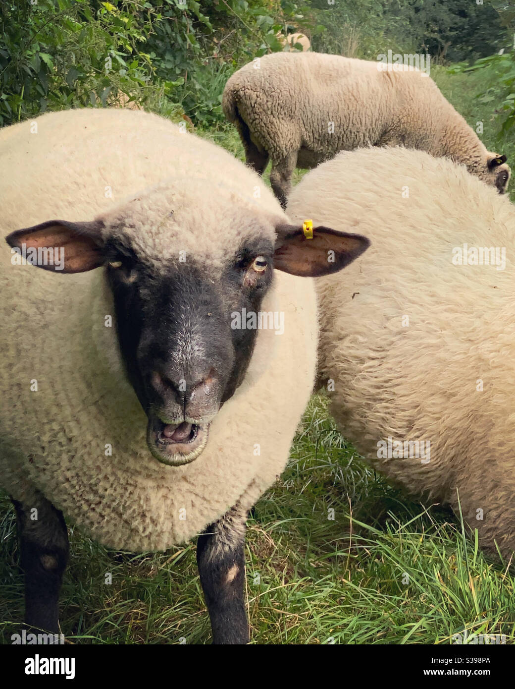 Sheep, sheep, and more. - Smartphone Captured Stock Image