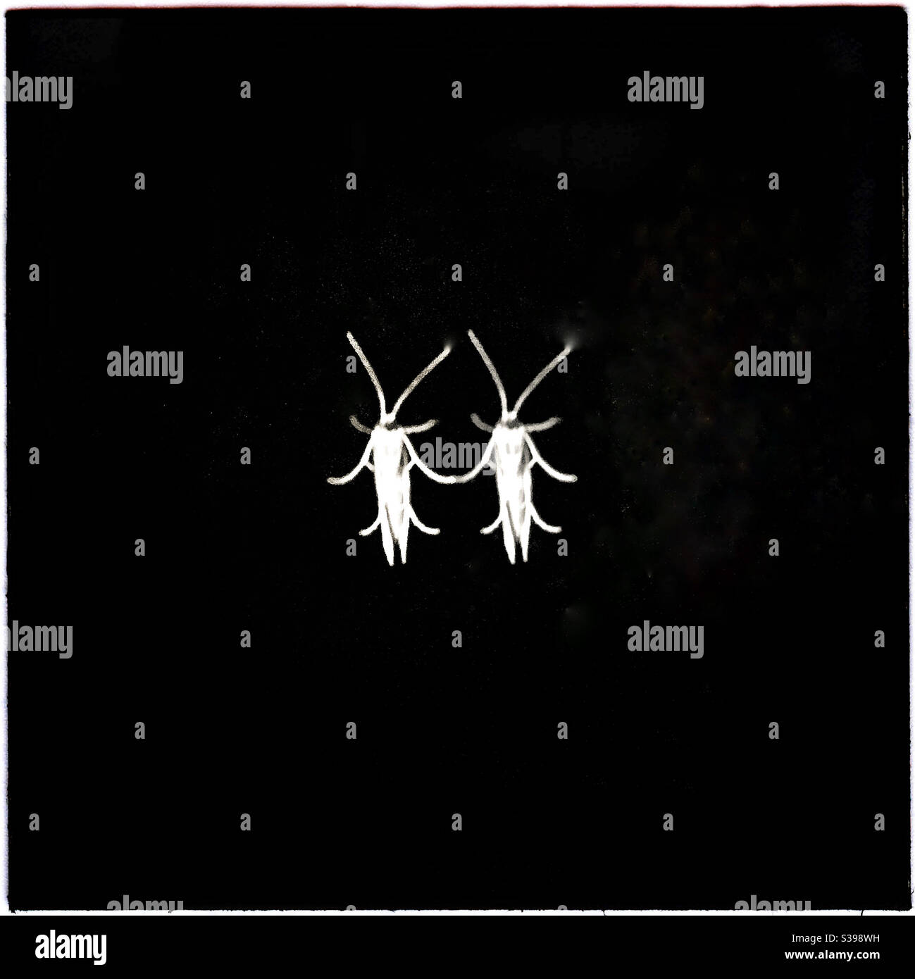 Two moths holding hands - Smartphone Captured Stock Image