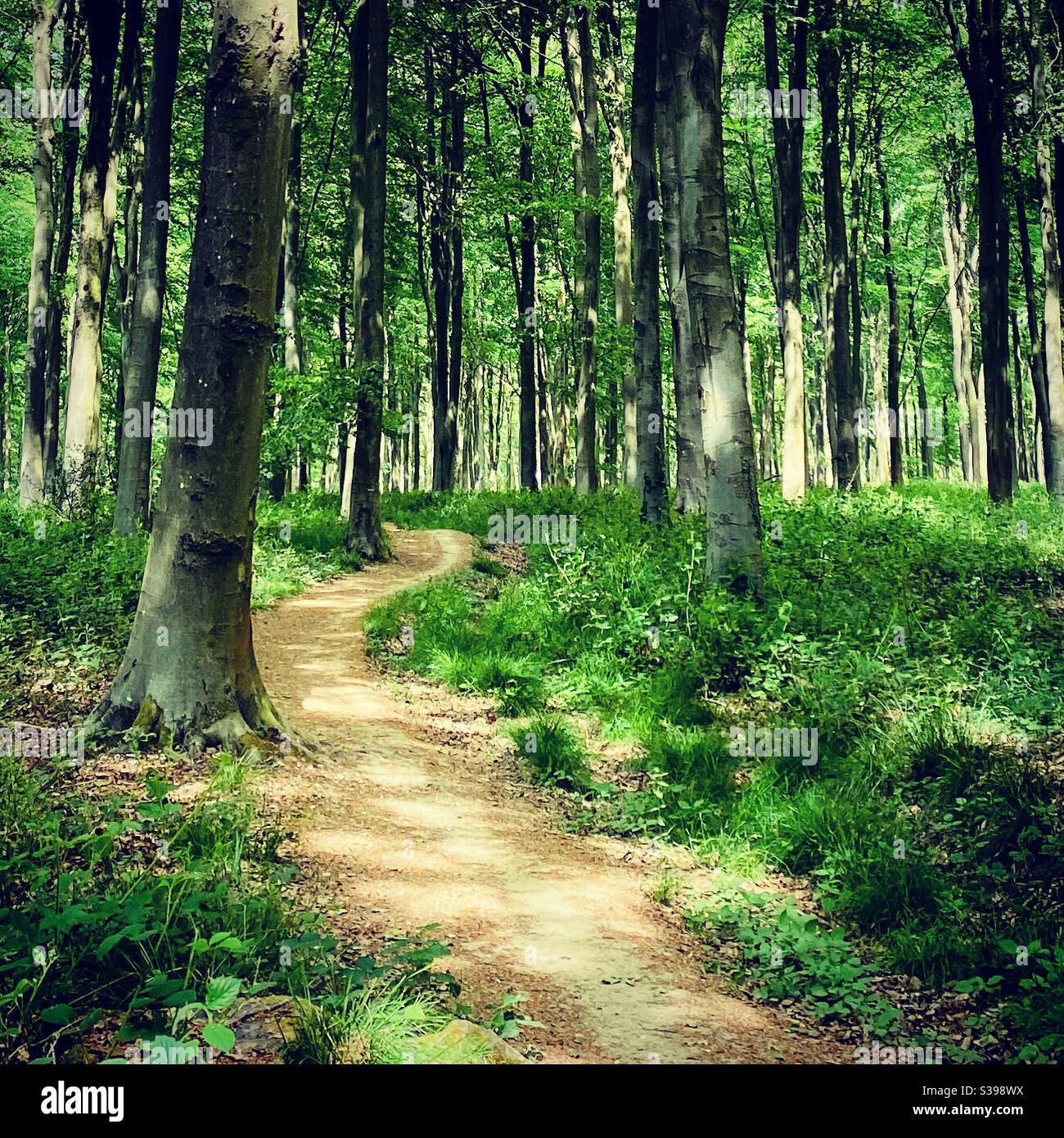 Winding woodland path hi-res stock photography and images - Alamy