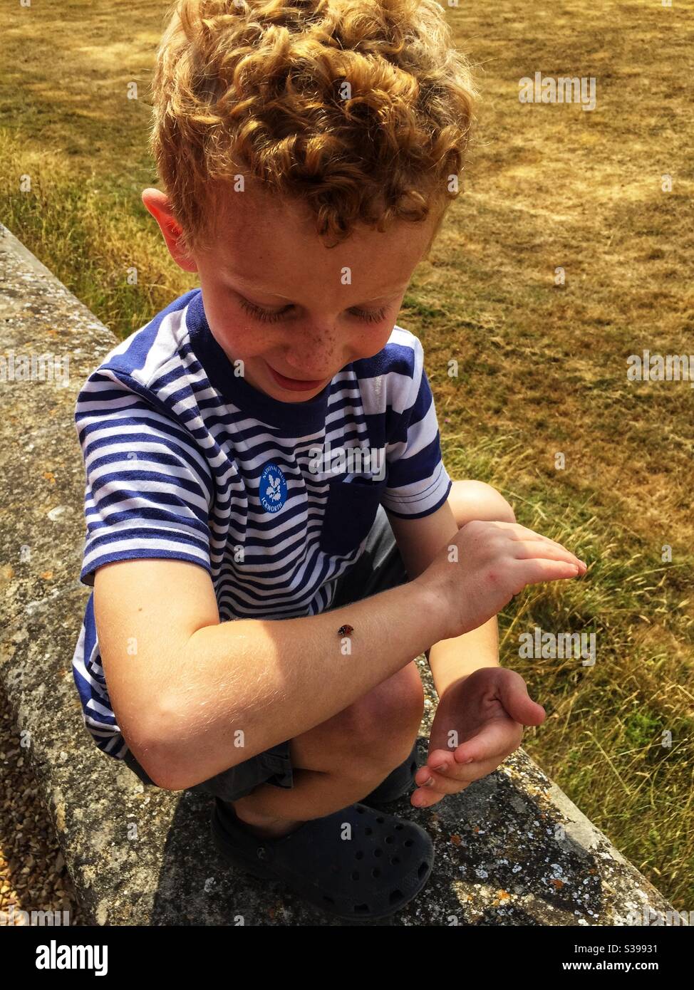 Boy fascinated by Ladybird on his arm Stock Photo