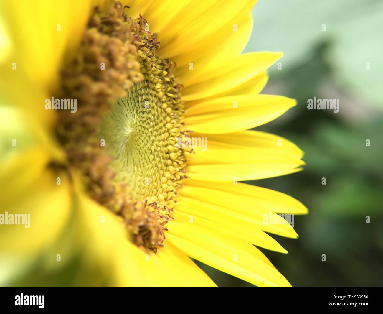 Sun flower Stock Photo