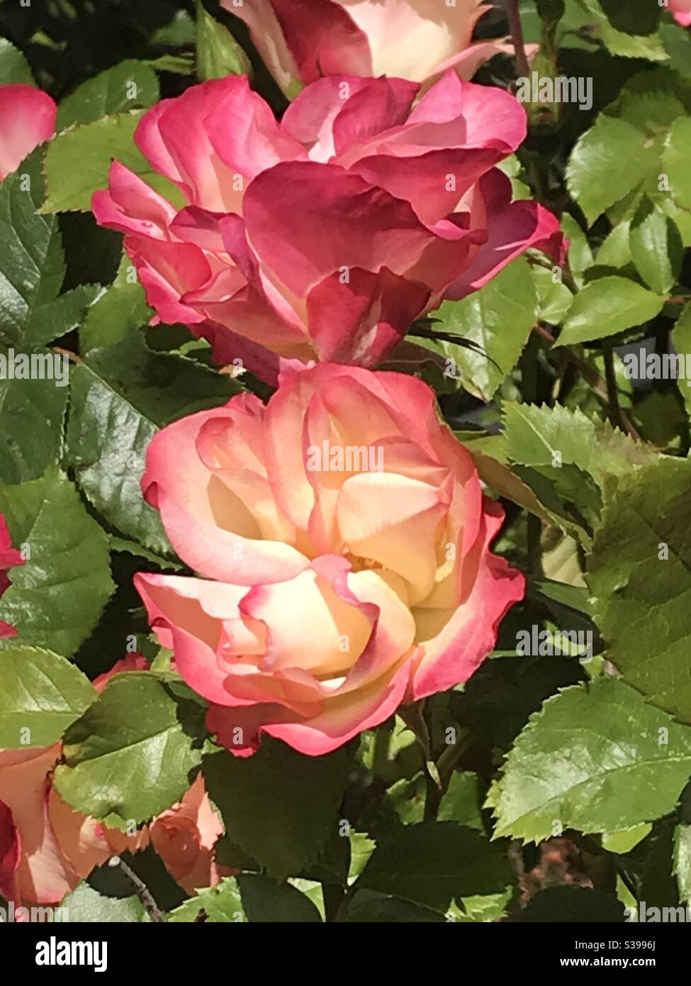 Variegated Roses High Resolution Stock Photography and Images - Alamy
