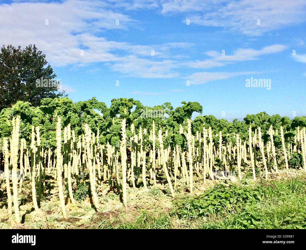 Kale that has just been harvested in a field in Lincolnshire - Smartphone Captured Stock Image