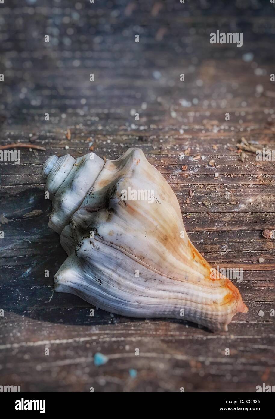 Sea shell on a weathered wooden surface Stock Photo