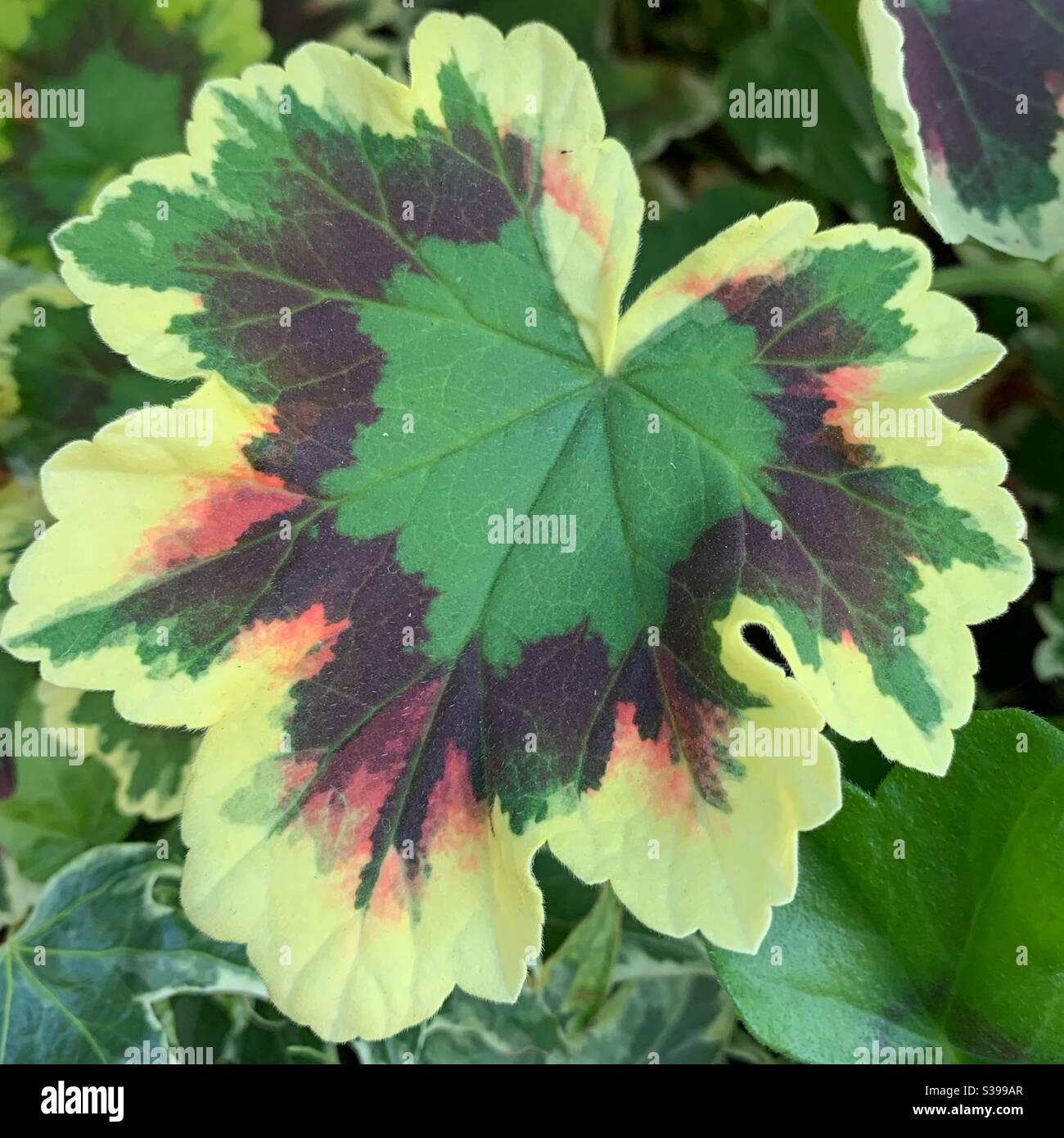 Pelargonium x Hortorum ivyleaf geranium Stock Photo
