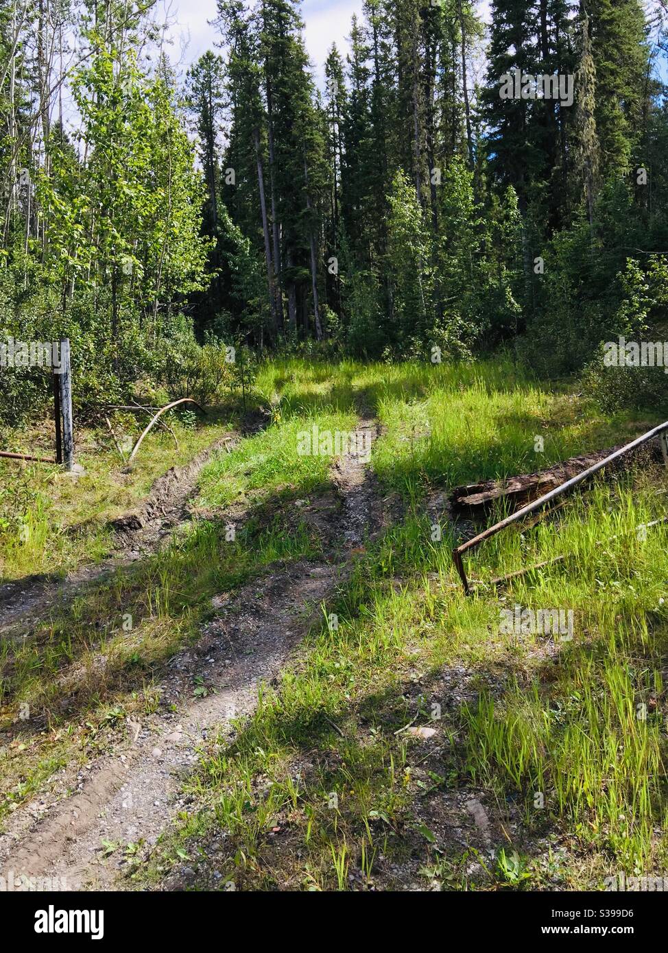 Road less travelled, forest , wilderness, trail, gate, trail, woods,  deserted, eerie Stock Photo - Alamy