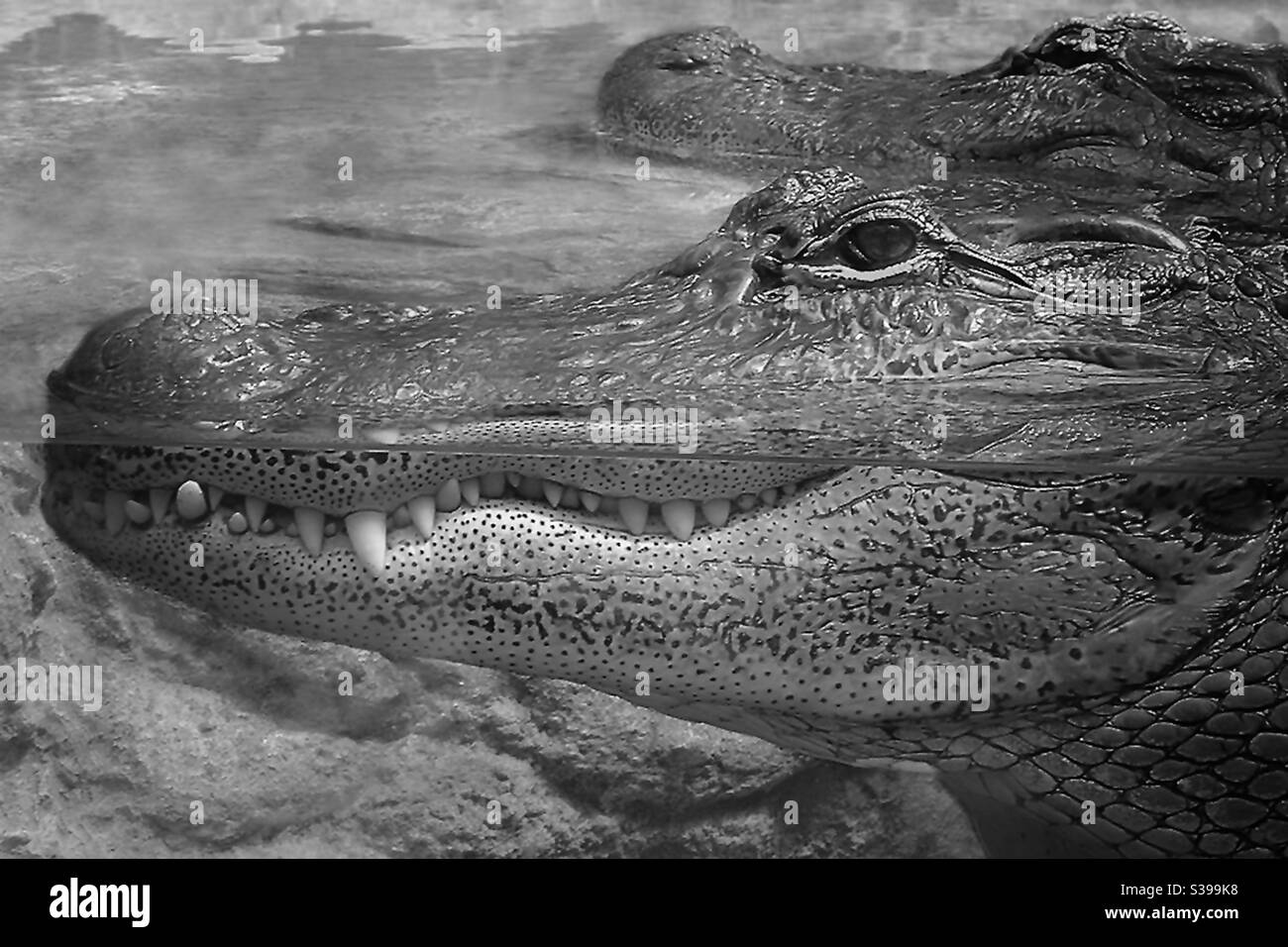 Crocodile, the head shoots out of the water. You can clearly see the teeth, the mouth and the eyes above and below the water. Picture in black and white Stock Photo