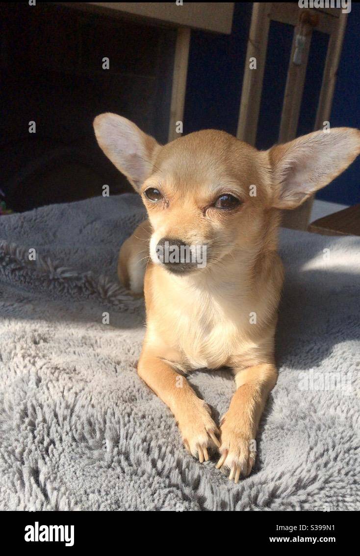 Small dog lay in the sunshine on a furry grey blanket Stock Photo