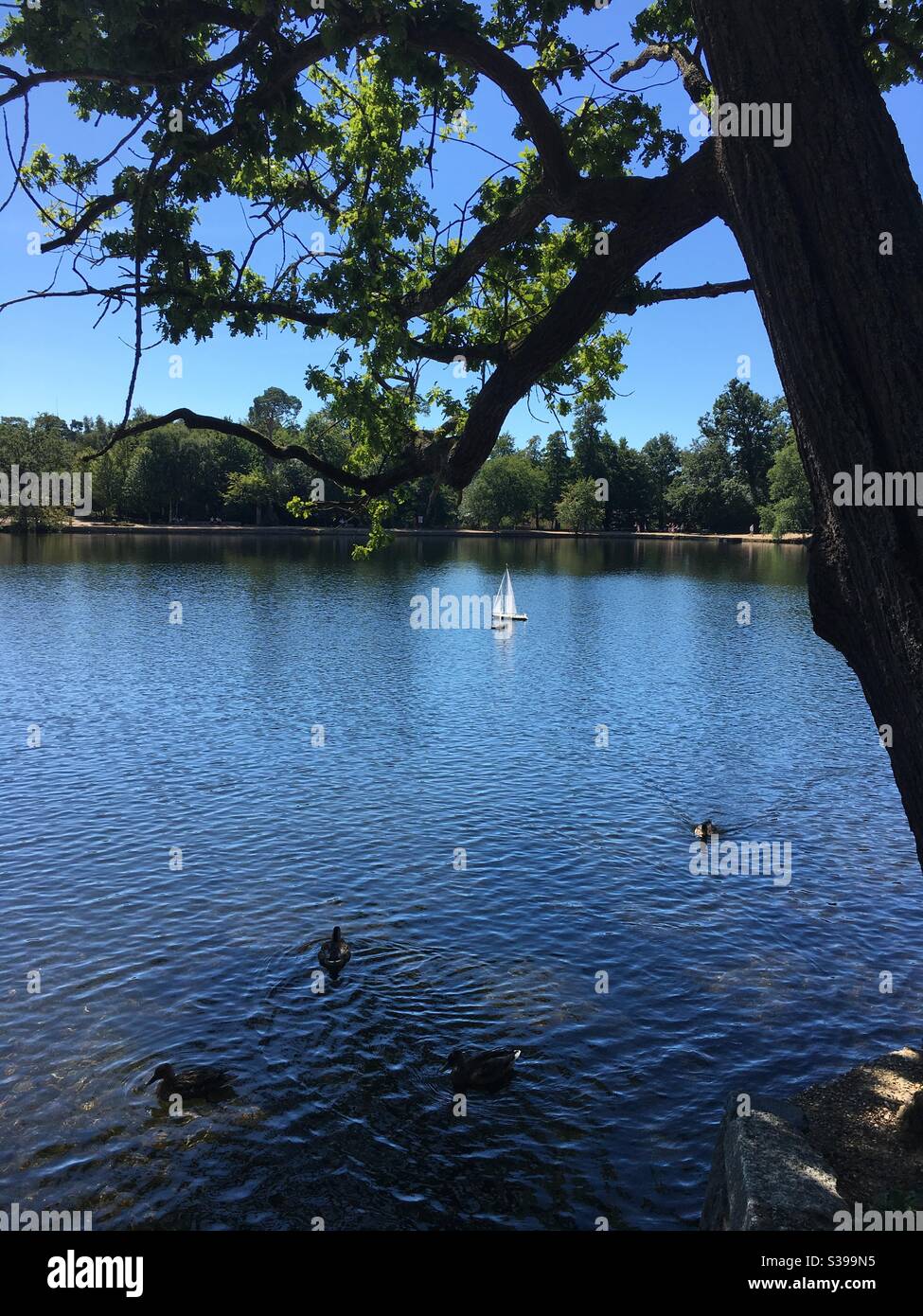 Remote controlled sailing boat on lake - Smartphone Captured Stock Image
