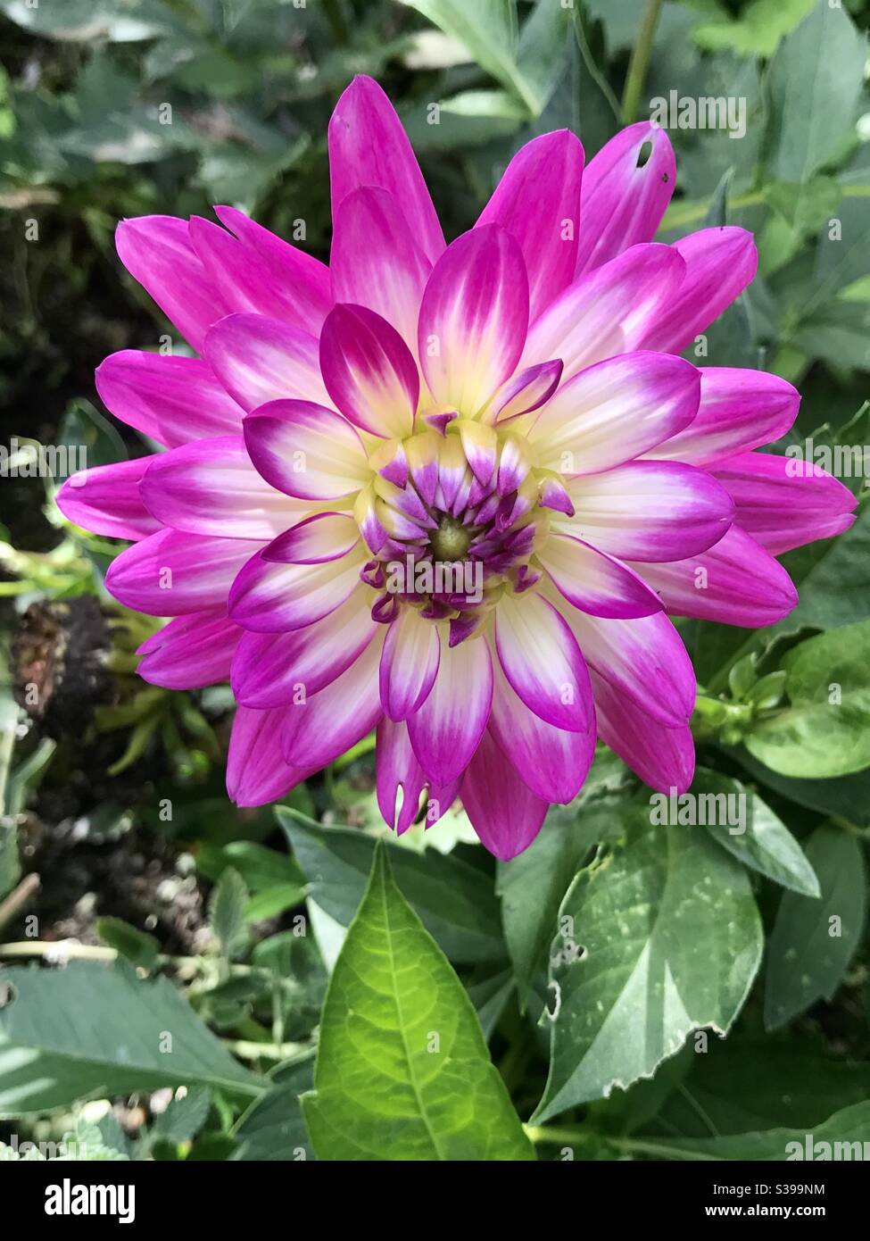 Pink Dahlia - Smartphone Captured Stock Image