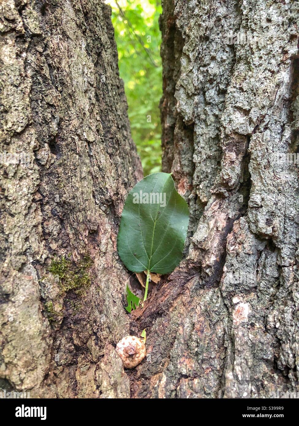 Acorn and a single leaf resting on a tree. - Smartphone Captured Stock Image