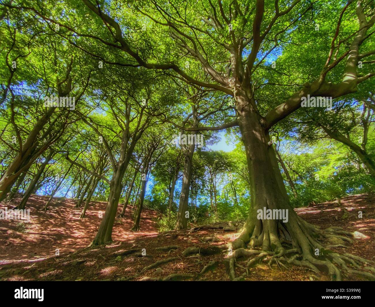 Woodland scene at Anglezark near Rivington in Lancashire - Smartphone Captured Stock Image