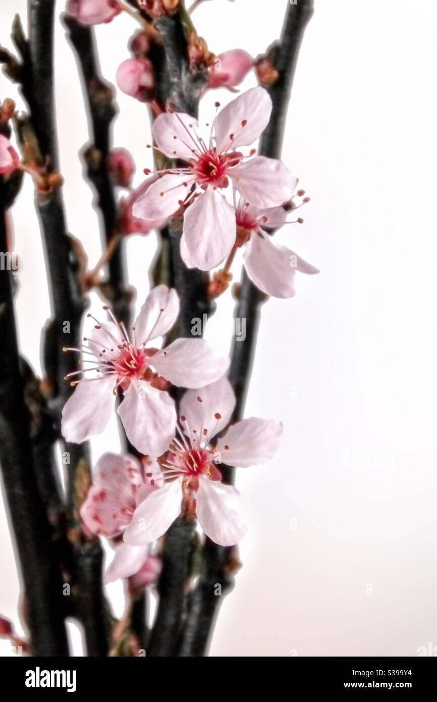 blood plums flowers pink on dark branches, freshly blossomed, in front of a light background and copyspace on the right margin Stock Photo